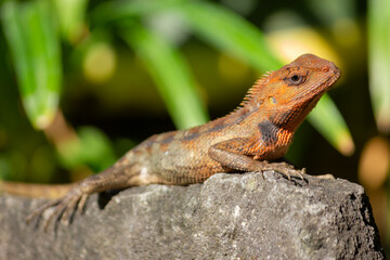 Close up of the oriental garden lizard (Calotes versicolor) or called the oriental garden lizard on...