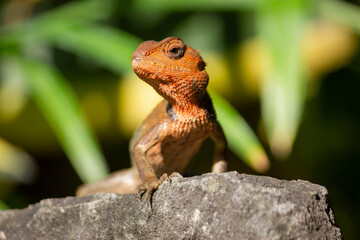 Close up of the oriental garden lizard (Calotes versicolor) or called the oriental garden lizard on the rock

