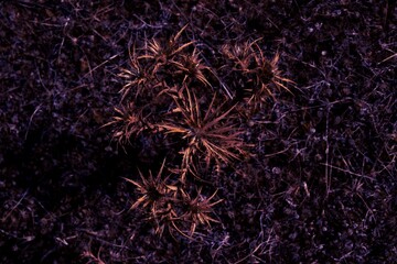 thorny plants in the night