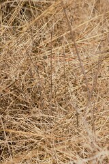 Yellowed bushes