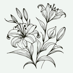 lilies sketch, lily flower
illustration outline of a flower
black and white line art, lineart
set of contour flower, line art of flowers, leaves
