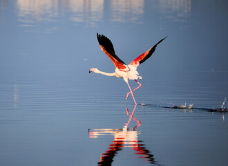 flamingo