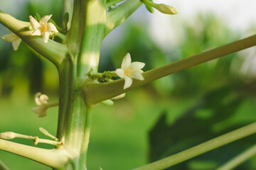 Papaya flowers on a natural papaya tree
