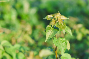 Fresh green leaves shine in the garden.