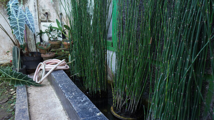 A vibrant arrangement of tall green plants with potted greenery, creating a serene garden atmosphere