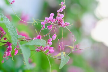 Pink Leptopus antigonon flowers in the garden