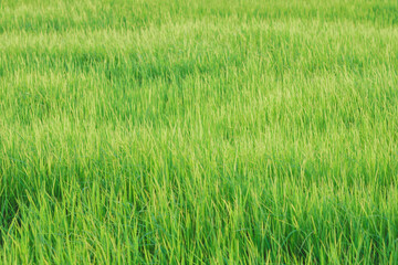Rice fields, young green rice plants