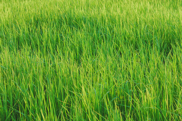 Rice fields, young green rice plants