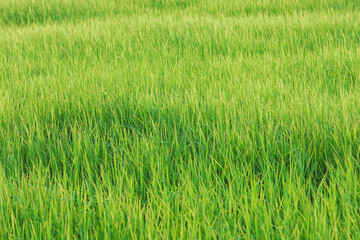 Rice fields, young green rice plants