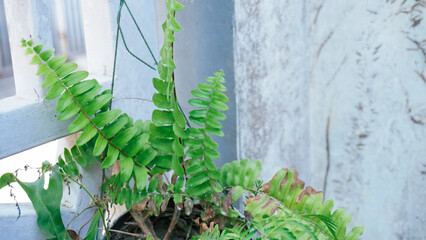 Lush green ferns cascading down, set against a textured backdrop, evoking a sense of tranquility...