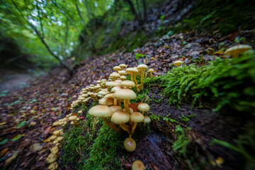 Fototapety na wymiar - Fototapeta24.pl