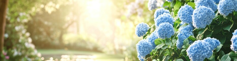 A serene garden scene featuring blooming blue hydrangeas in soft sunlight.