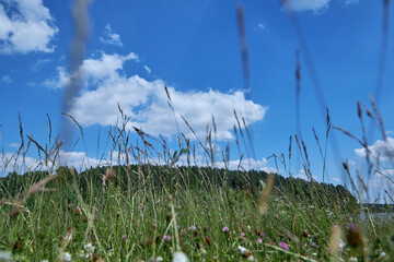 Beautiful meadow field with fresh grass and flowers in nature against a blurry blue sky with clouds.