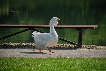 A goose walks along a path by the lake against the background of green vegetation reflected in the water. Summer.