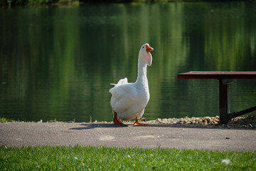 Obraz premium A goose walks along a path by the lake against the background of green vegetation reflected in the water. Summer.
