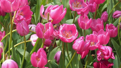 Fototapeta premium Blooming pink tulips in vibrant garden on sunny day. Floral Beauty and Nature.