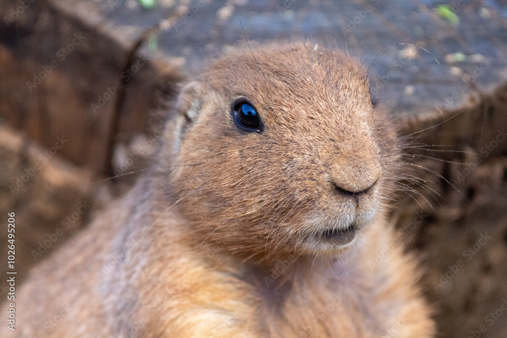 Wall mural prairie dog looks surprised