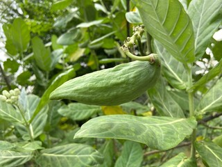 Obraz premium Giant Indian Milkweed seeds in the park.
