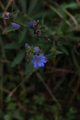 The field purple flower is delicate