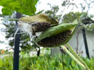 Giant Indian Milkweed seeds in the park.