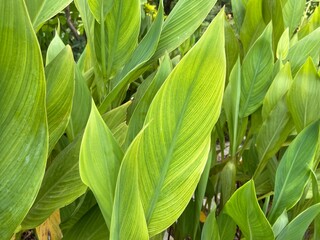 Green leaves of Canna 'Yellow King Humbert'