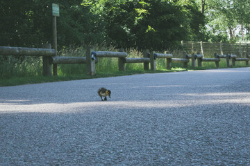a ducking crossing a pedestrian walkway