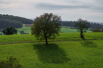 A Beautiful Scenic Green Landscape Featuring a Lone Tree Surrounded by Soft Shadows
