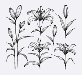 lilies sketch, lily flower
illustration outline of a flower
black and white line art, lineart
set of contour flower, line art of flowers, leaves