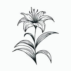 lilies sketch, lily flower
illustration outline of a flower
black and white line art, lineart
set of contour flower, line art of flowers, leaves