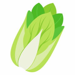 Endive Cichorium endivia on a white background