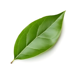 Obraz premium Bay leaf isolated