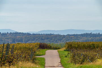 Stunning Scenic Pathway That Winds Through the Beautiful Lush Countryside Setting