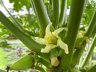 Obraz premium Close up of white papaya flowers.