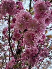 Fototapeta premium pink cherry blossom