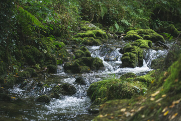 waterfall section of a stream in the forest