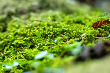 close up of moss