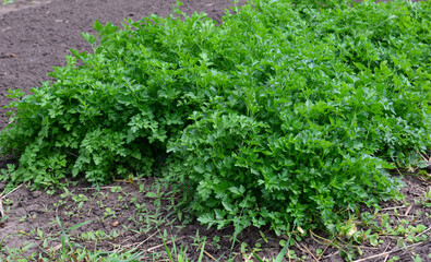 a green parsley plant with green leaves that is growing in the dirt