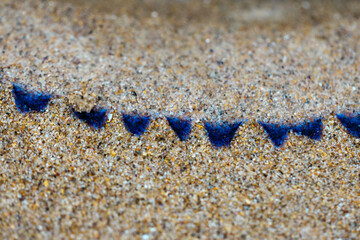 close up of a jellyfish beached on the sand