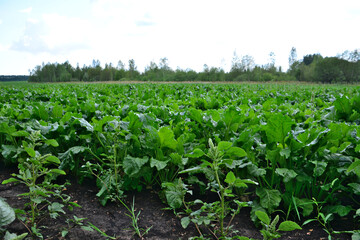 a field of green beetroot with a line of trees in the background 