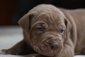 Little American Pit Bull Terrier puppy in the studio.