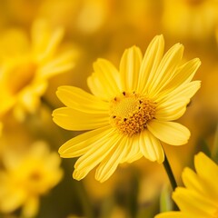 Obraz premium yellow daisy flower