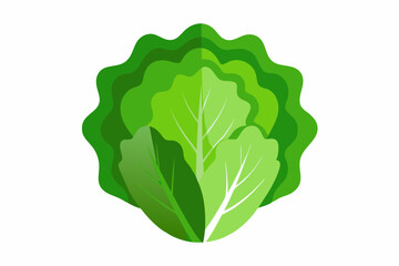 Lettuce Lactuca sativa creative vector design