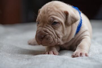 Little American Pit Bull Terrier puppy in the studio.