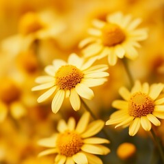 Fototapeta premium yellow flowers