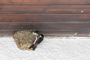 Swallows in the nest