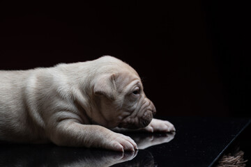Little American Pit Bull Terrier puppy in the studio.