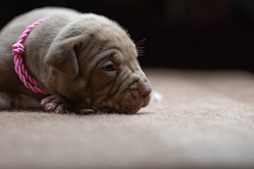 Little American Pit Bull Terrier puppy in the studio.