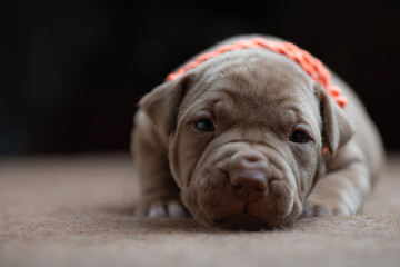 Little American Pit Bull Terrier puppy in the studio.