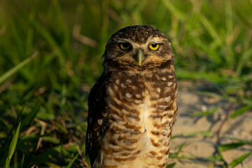 Coruja-buraqueira de Frente para o Mar em Peruíbe, São Paulo, Brasil
