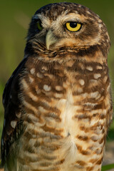 Coruja-buraqueira de Frente para o Mar em Peruíbe, São Paulo, Brasil